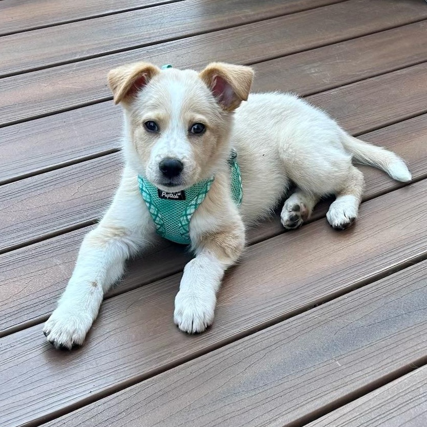 Enlarge Little Lemon, an adoption pending mixed breed in Reston, VA image 6/6