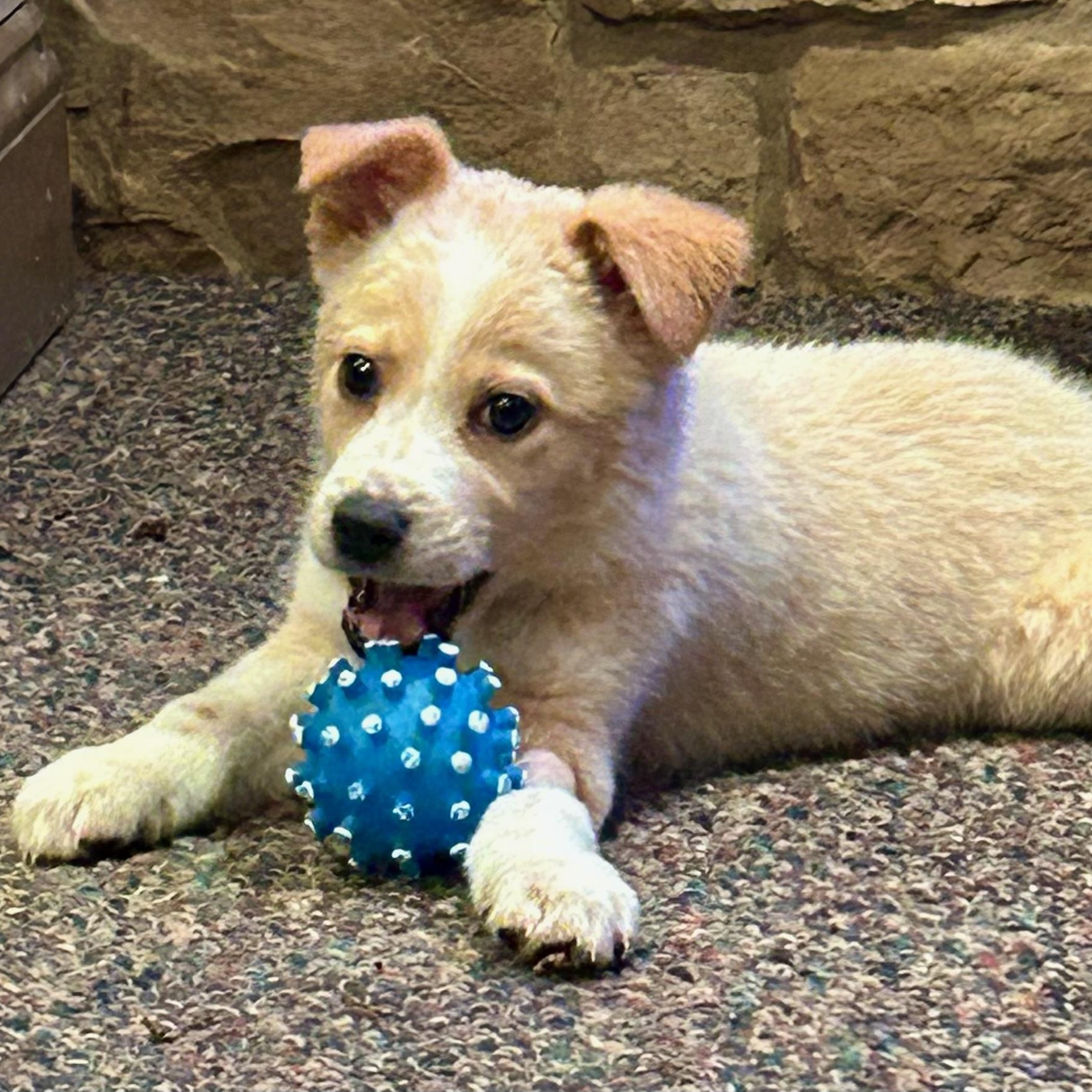 Enlarge Little Lemon, a ADOPTABLE mixed breed in Reston, VA image 2/6