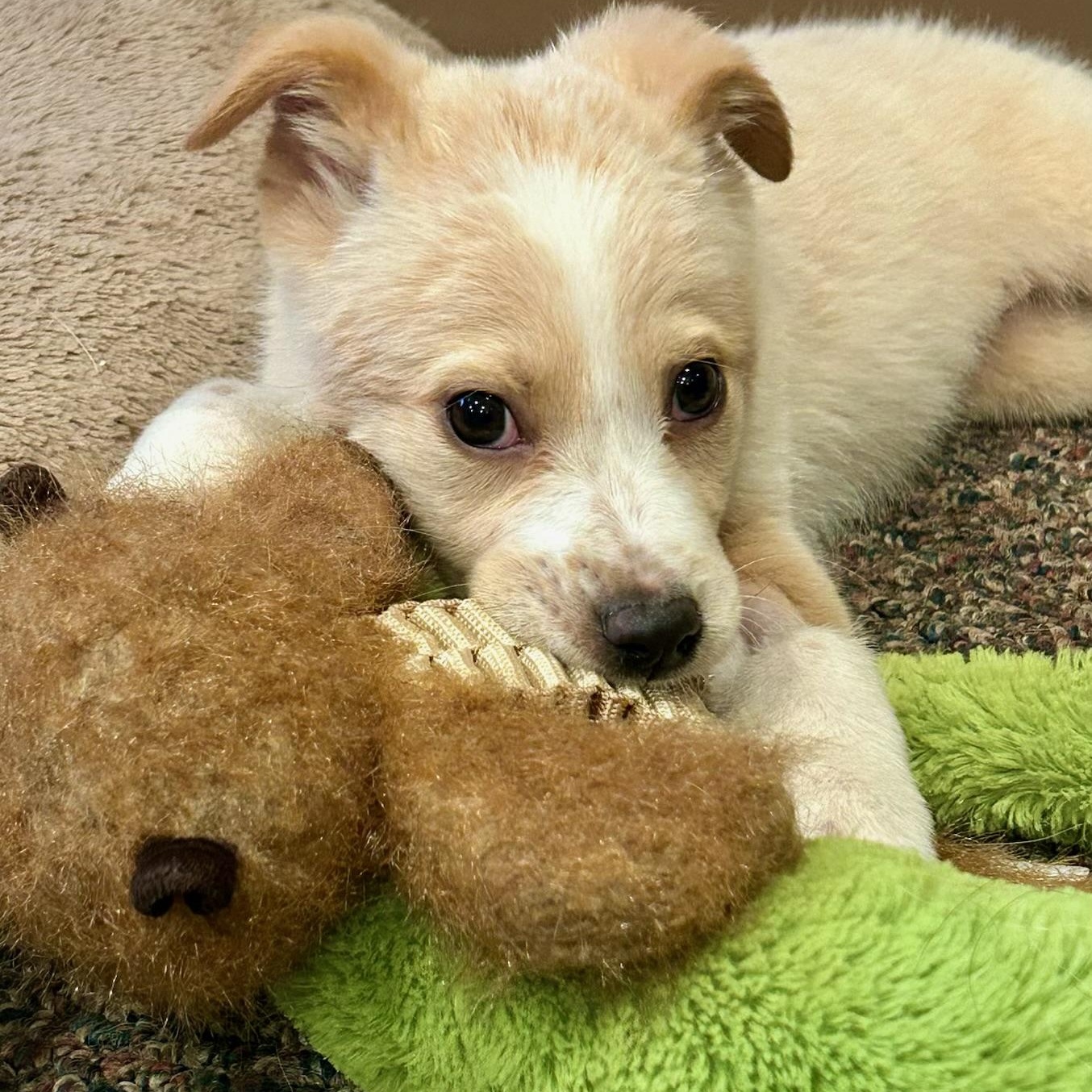 Enlarge Little Lemon, a ADOPTABLE mixed breed in Reston, VA image 4/6