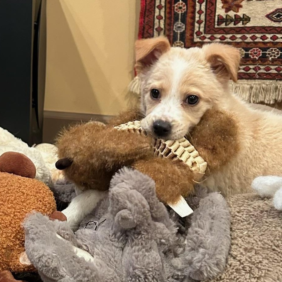 Enlarge Little Lemon, a ADOPTABLE mixed breed in Reston, VA image 5/6