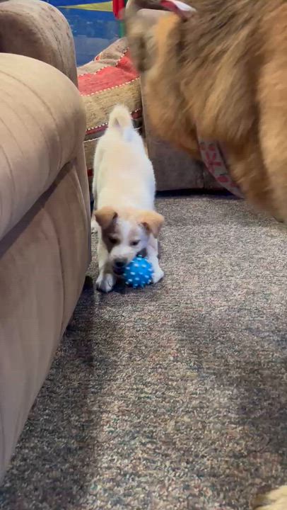 Enlarge Little Lemon, a ADOPTABLE mixed breed in Reston, VA video 6/6