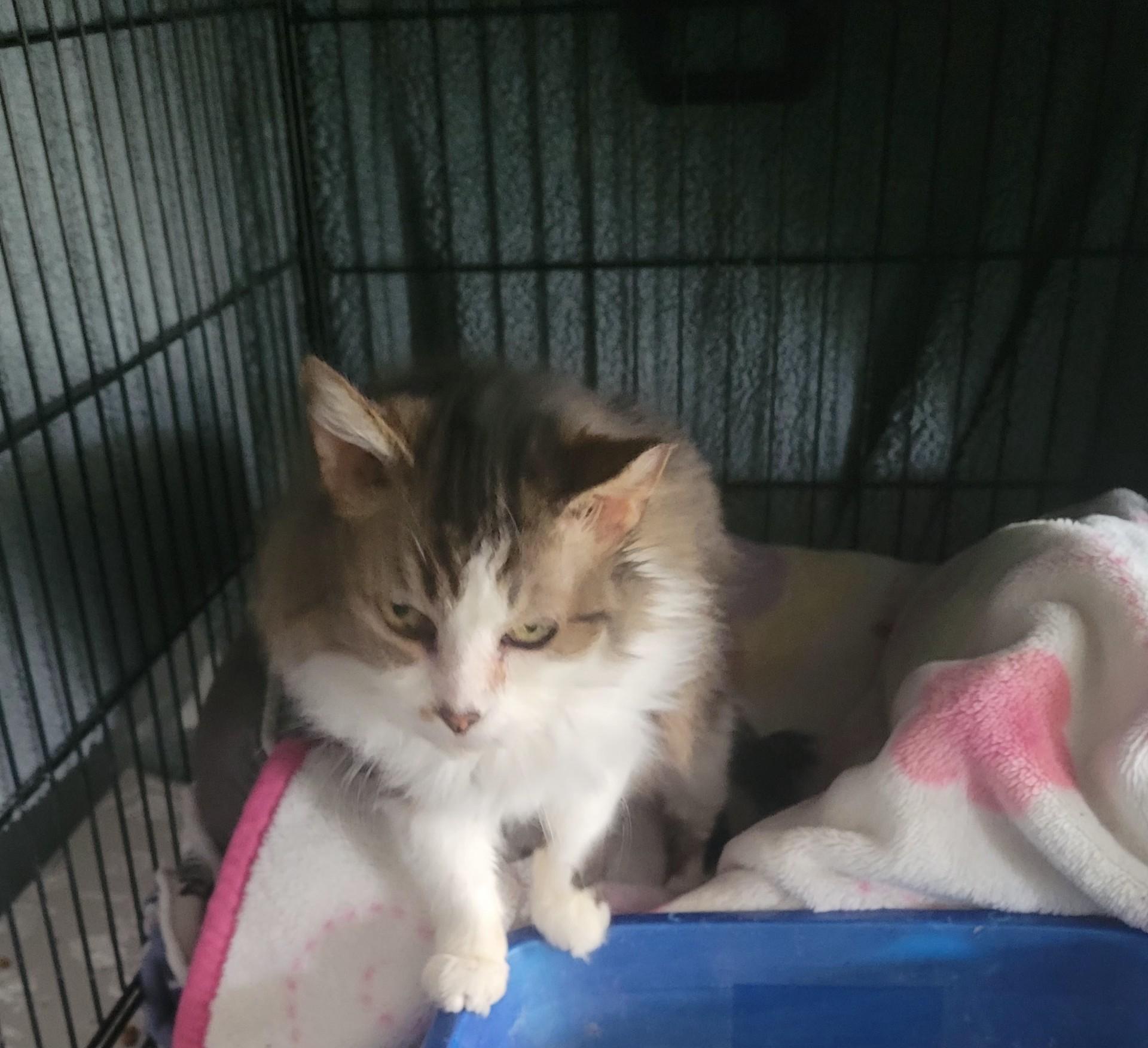 Enlarge Lily, a ADOPTABLE Domestic Long Hair in Highland, IN image 2/2