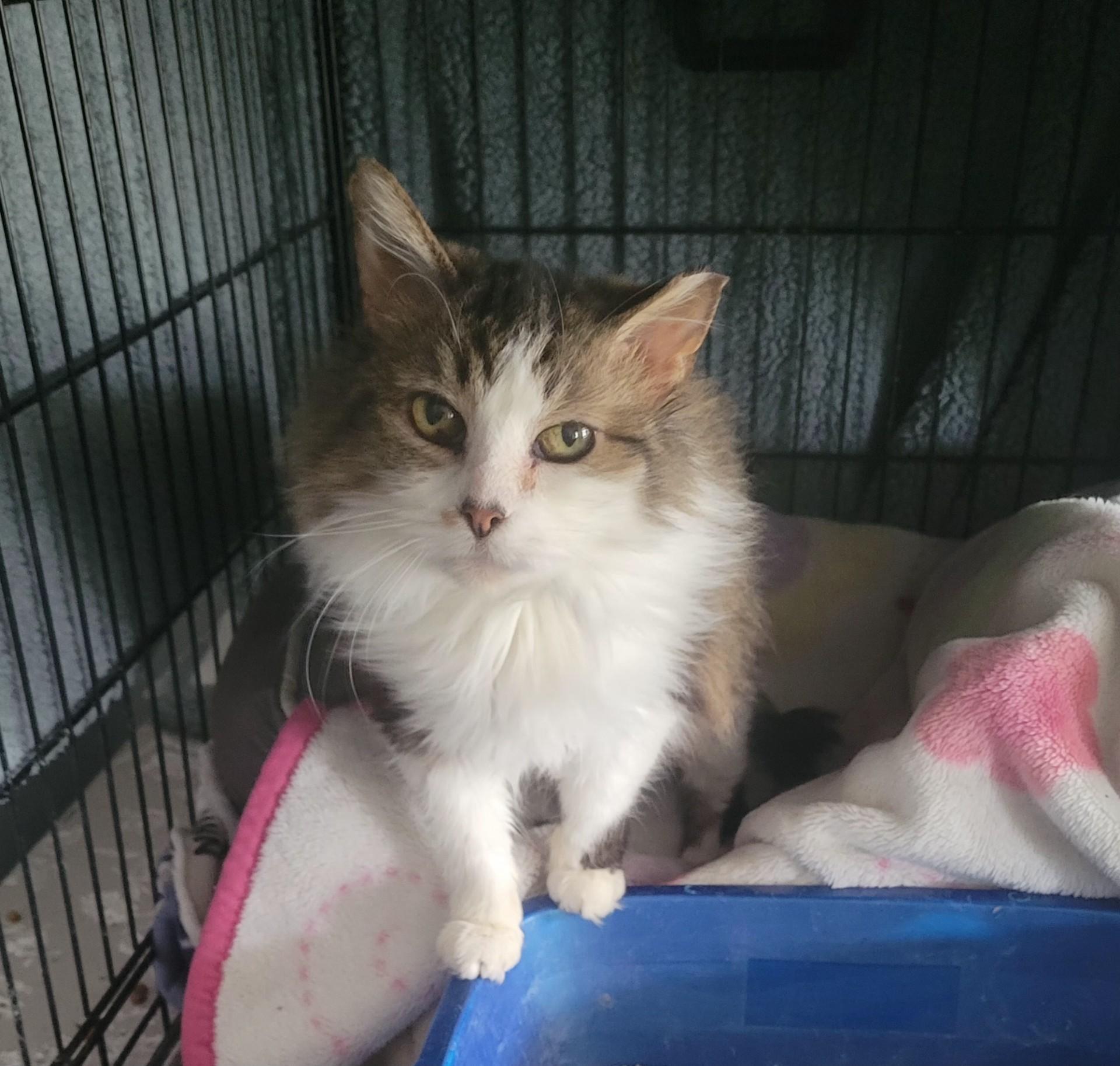 Enlarge Lily, a ADOPTABLE Domestic Long Hair in Highland, IN image 1/2