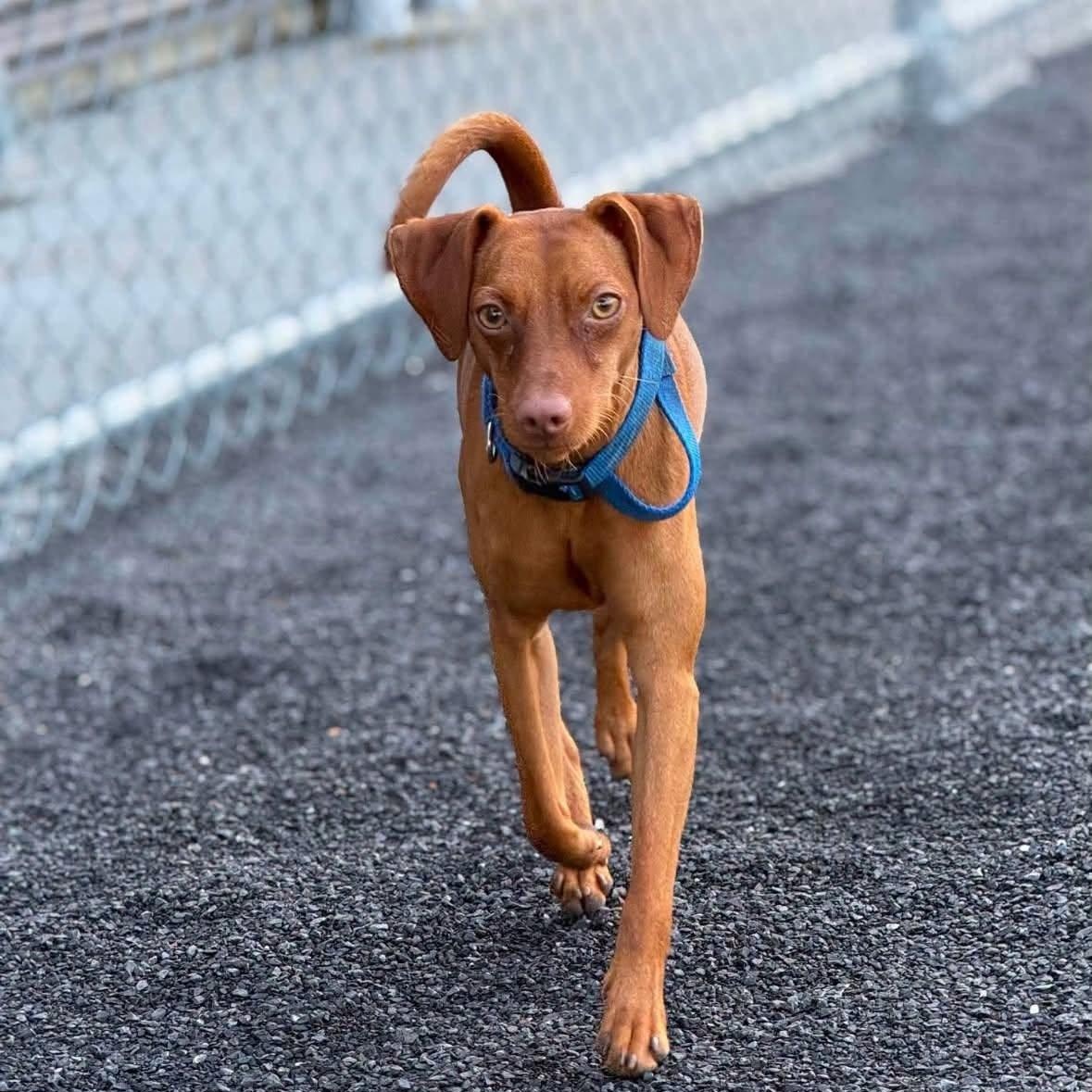 Nygel, ADOPTABLE, Young Male Vizsla.