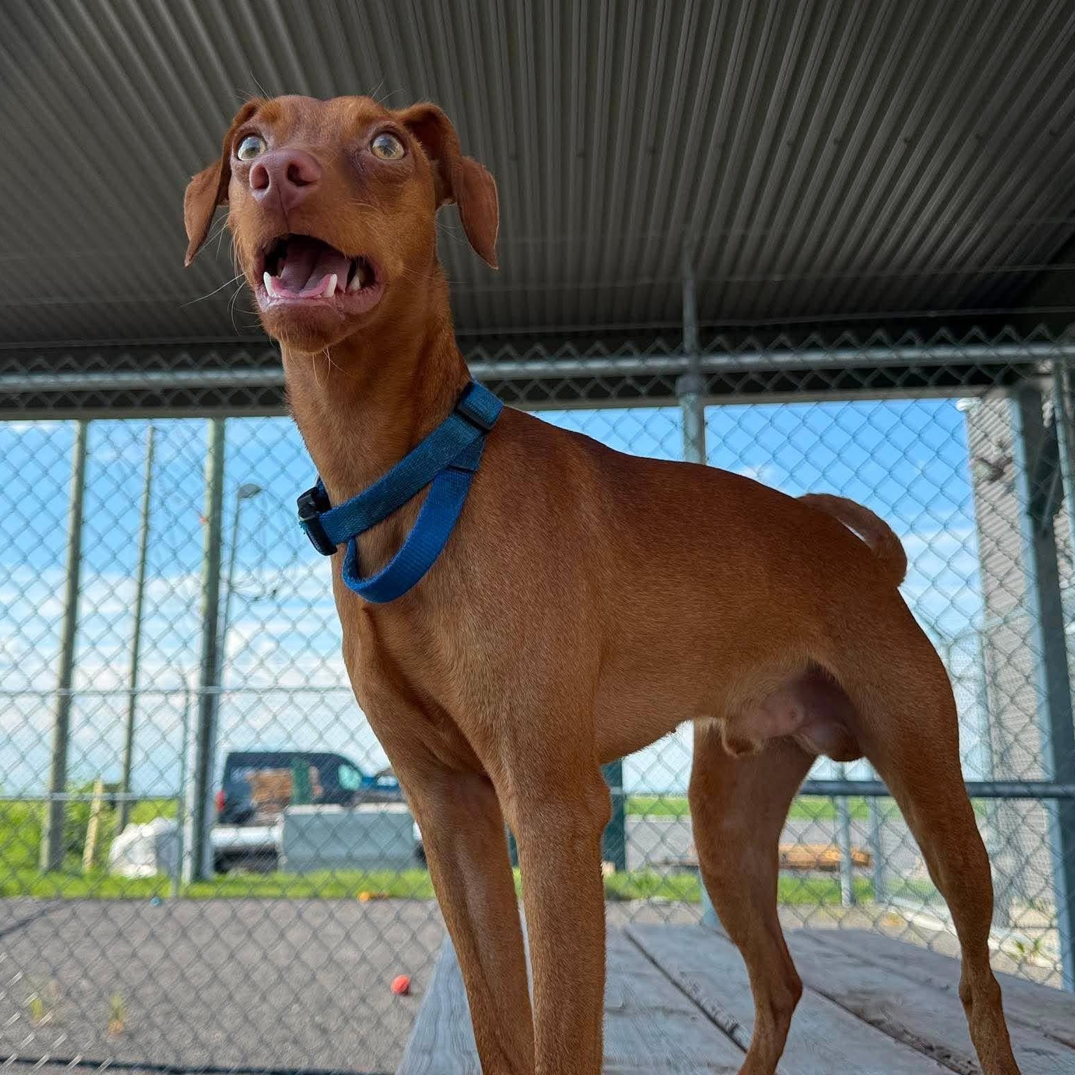 Nygel, a ADOPTABLE mixed breed in Barrie, ON image 2/6