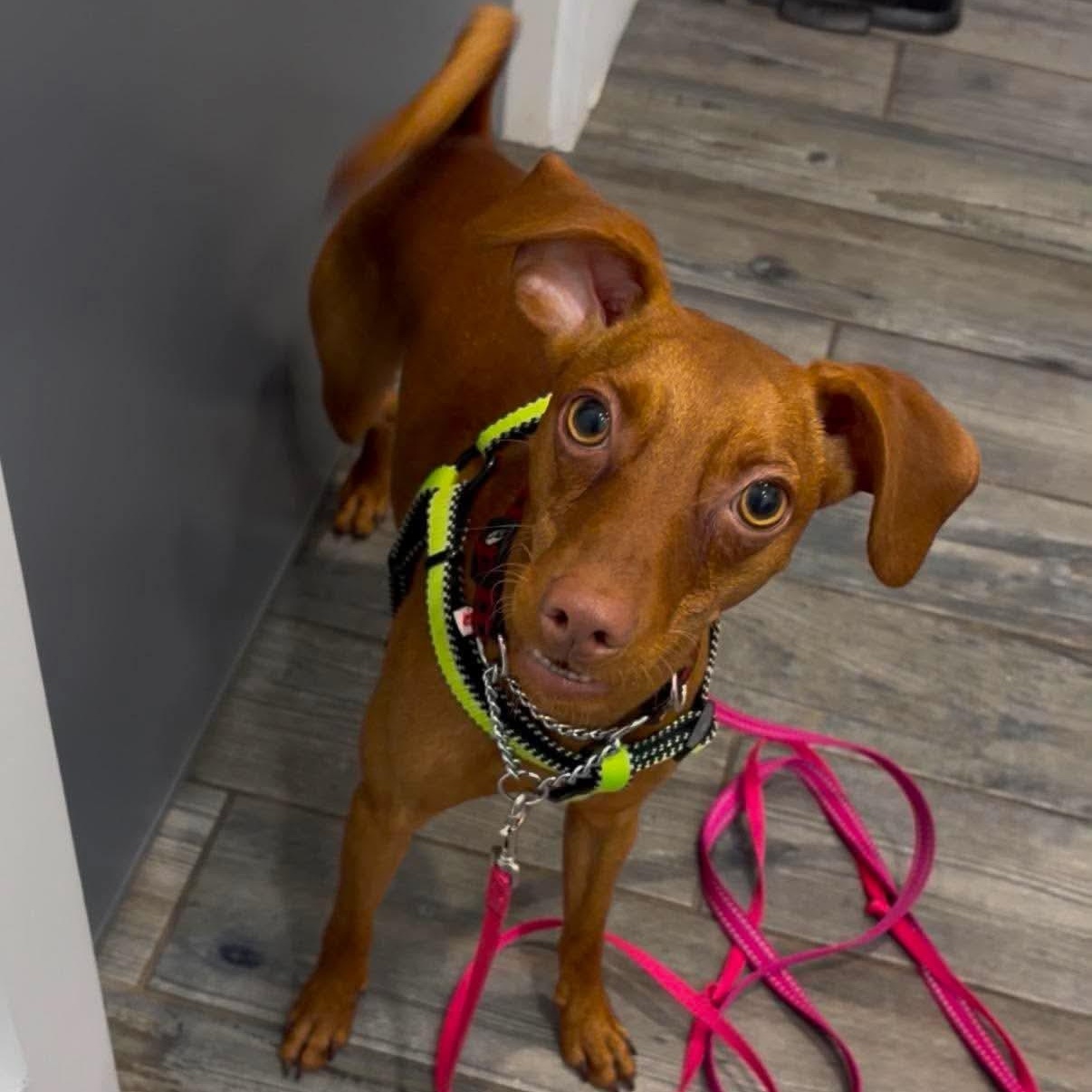Nygel, a ADOPTABLE mixed breed in Barrie, ON image 5/6