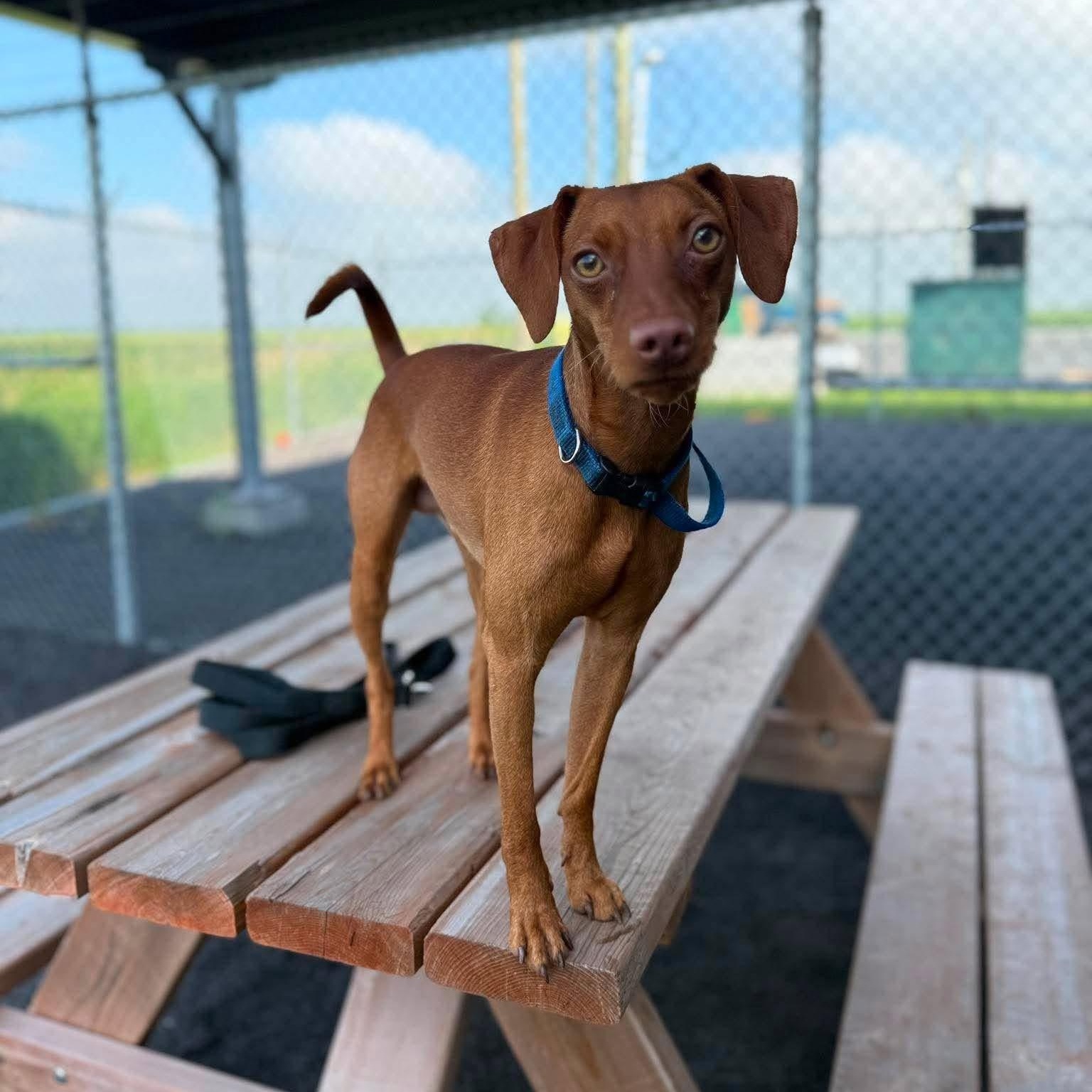 Nygel, a ADOPTABLE mixed breed in Barrie, ON image 4/6
