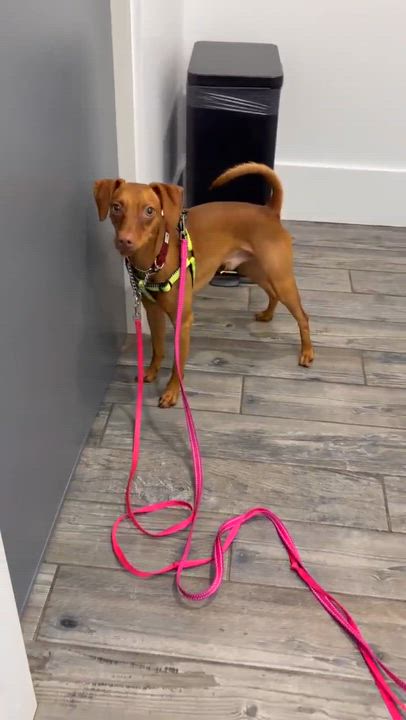 Enlarge Nygel, a ADOPTABLE mixed breed in Barrie, ON video 6/6