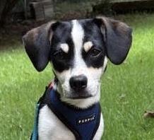 Lumi, ADOPTABLE, Puppy Male Beagle.