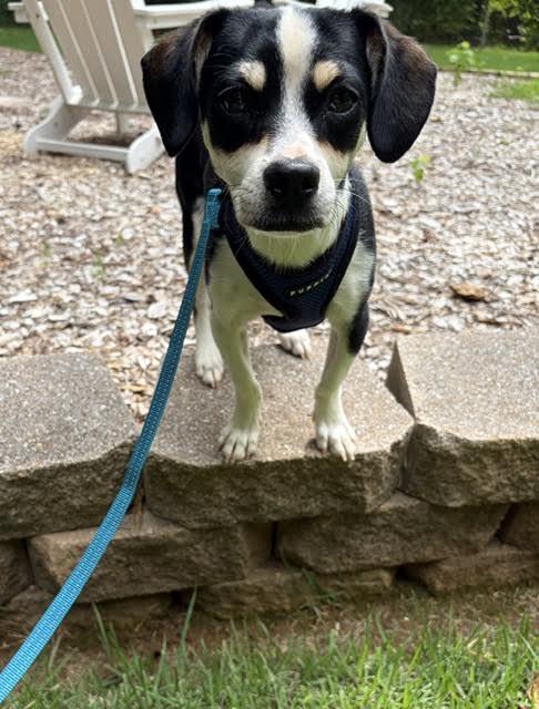 Lumi, a ADOPTABLE mixed breed in Cumming, GA image 2/5