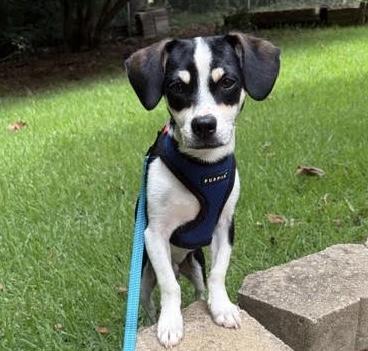 Lumi, a ADOPTABLE mixed breed in Cumming, GA image 4/5