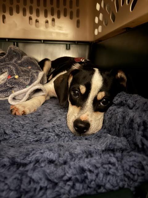 Lumi, a ADOPTABLE mixed breed in Cumming, GA image 5/5