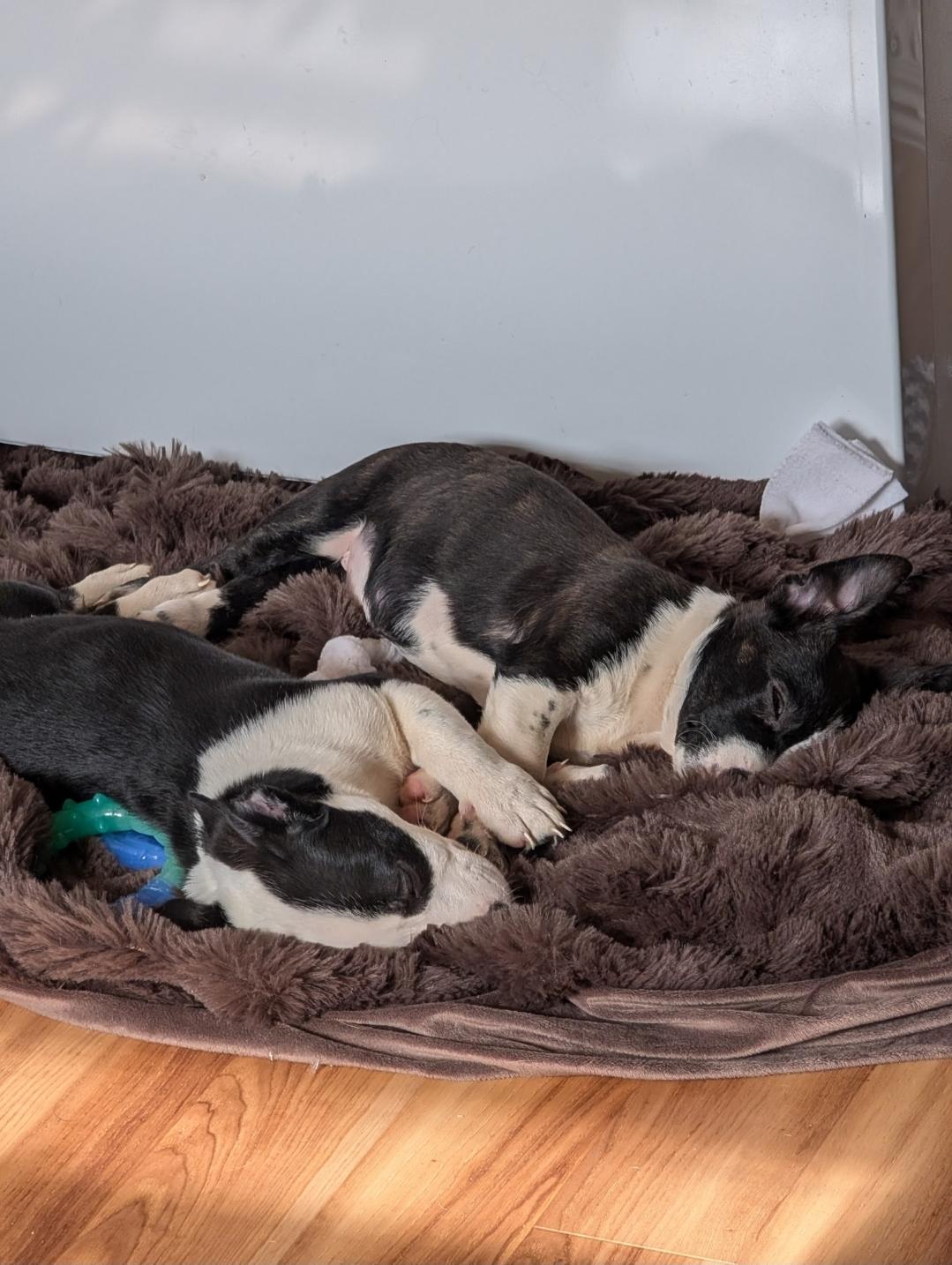 Kate, a ADOPTABLE mixed breed in Plattsmouth, NE image 2/5