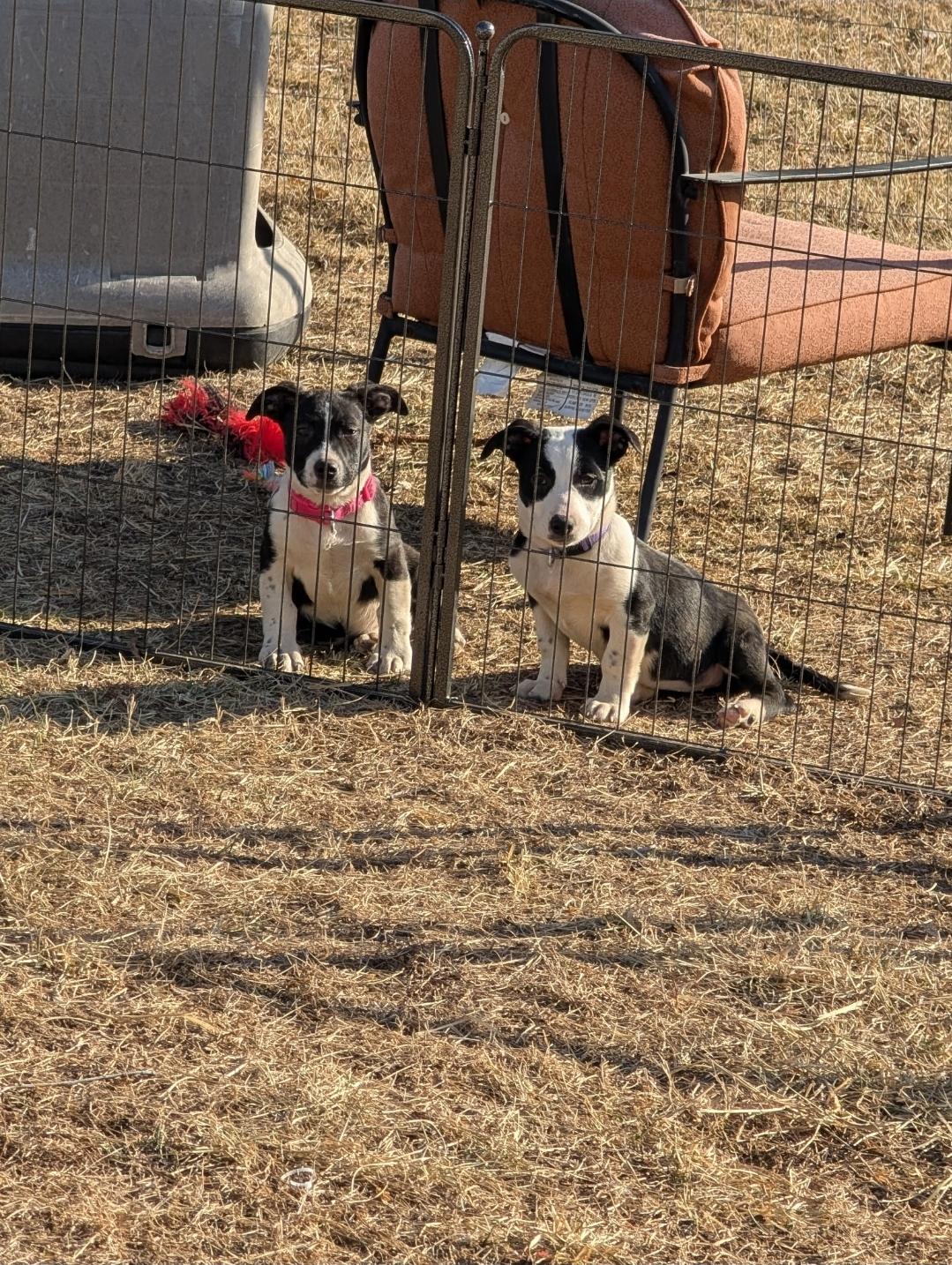 Kate, a ADOPTABLE mixed breed in Plattsmouth, NE image 5/5