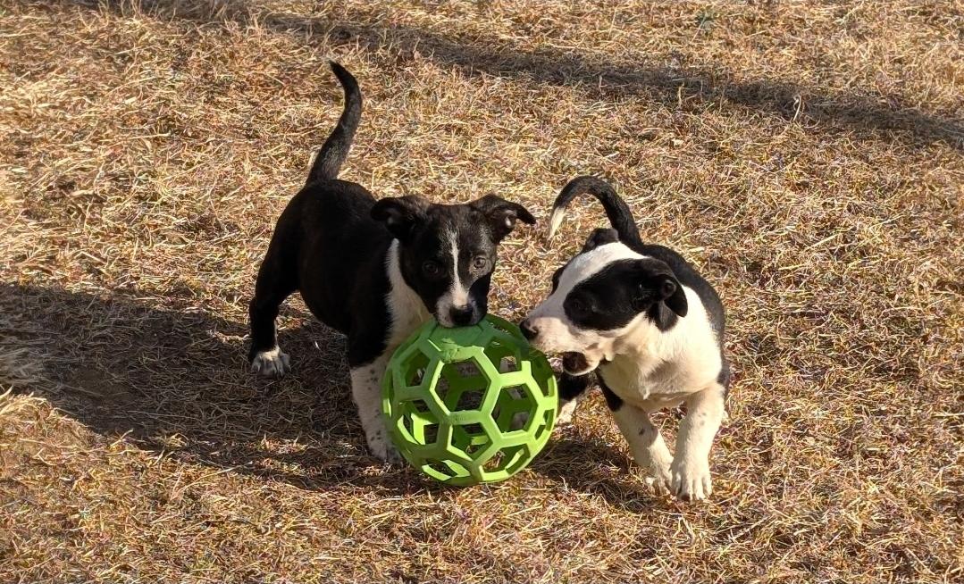 Kate, a ADOPTABLE mixed breed in Plattsmouth, NE image 4/5