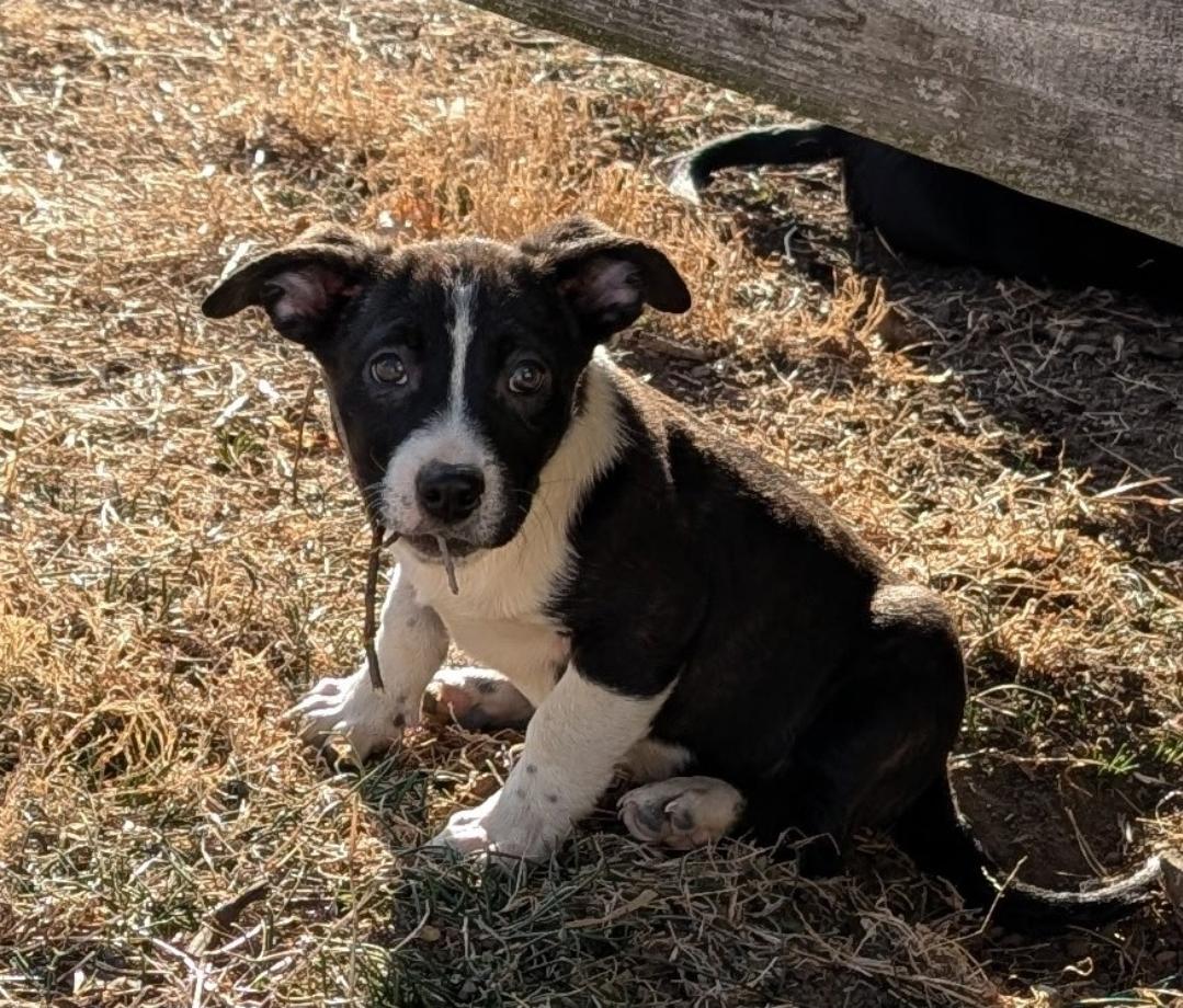 Kate, a ADOPTABLE mixed breed in Plattsmouth, NE image 3/5