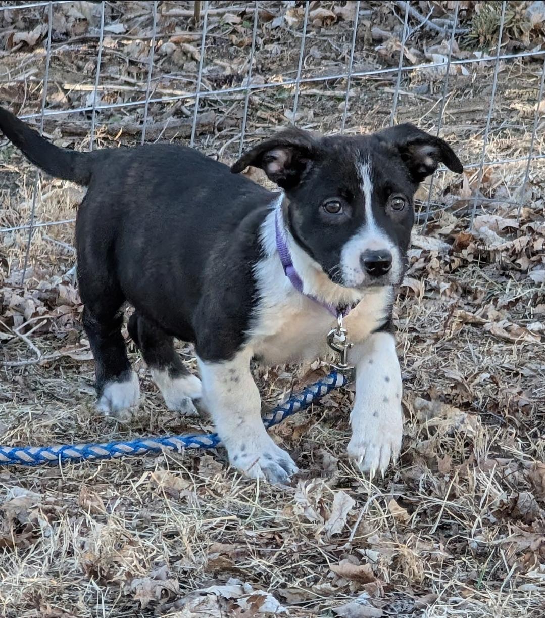 Kate, a ADOPTABLE mixed breed in Plattsmouth, NE image 1/5