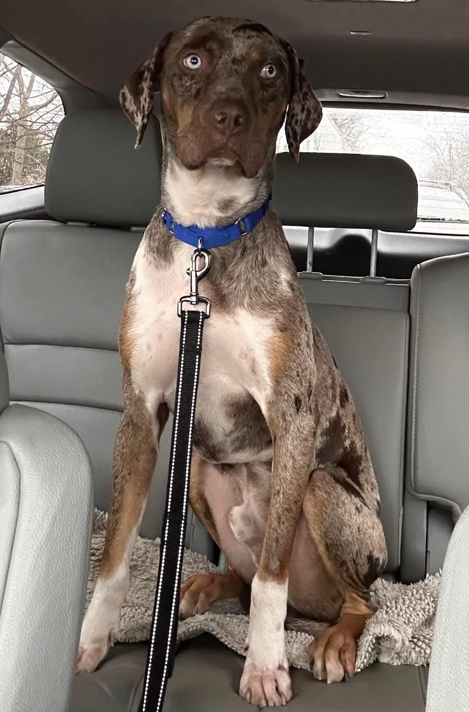 Enlarge Camo, a ADOPTABLE Catahoula Leopard Dog in Mount Bethel, PA image 2/4