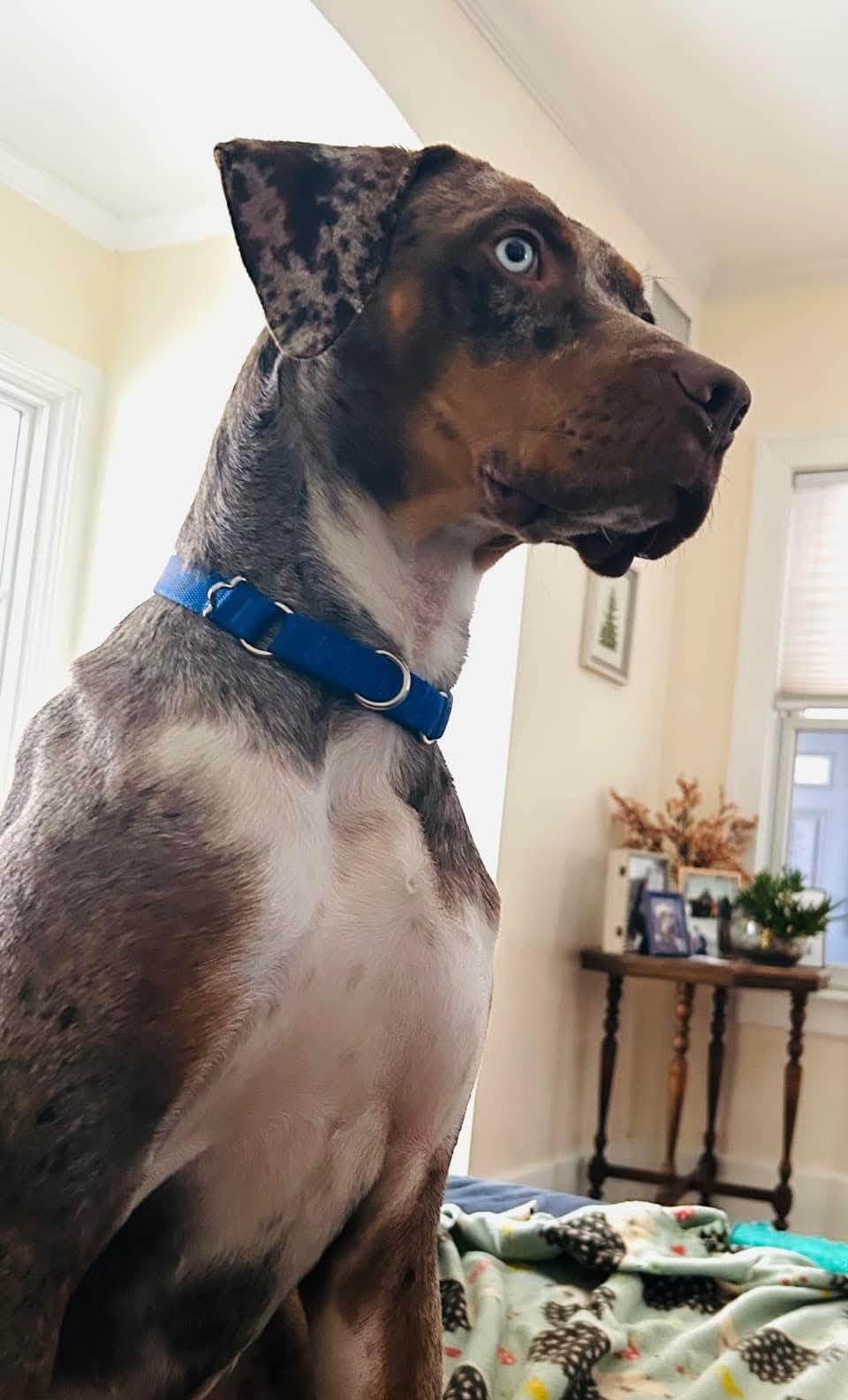 Enlarge Camo, a ADOPTABLE Catahoula Leopard Dog in Mount Bethel, PA image 3/4