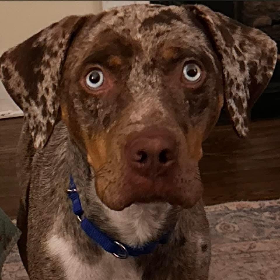 Enlarge Camo, a ADOPTABLE Catahoula Leopard Dog in Mount Bethel, PA image 1/4
