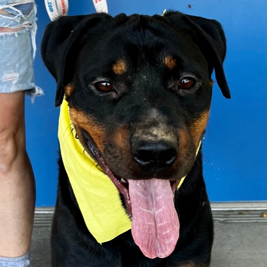 TWILA, Adoptable, Young Female Rottweiler.