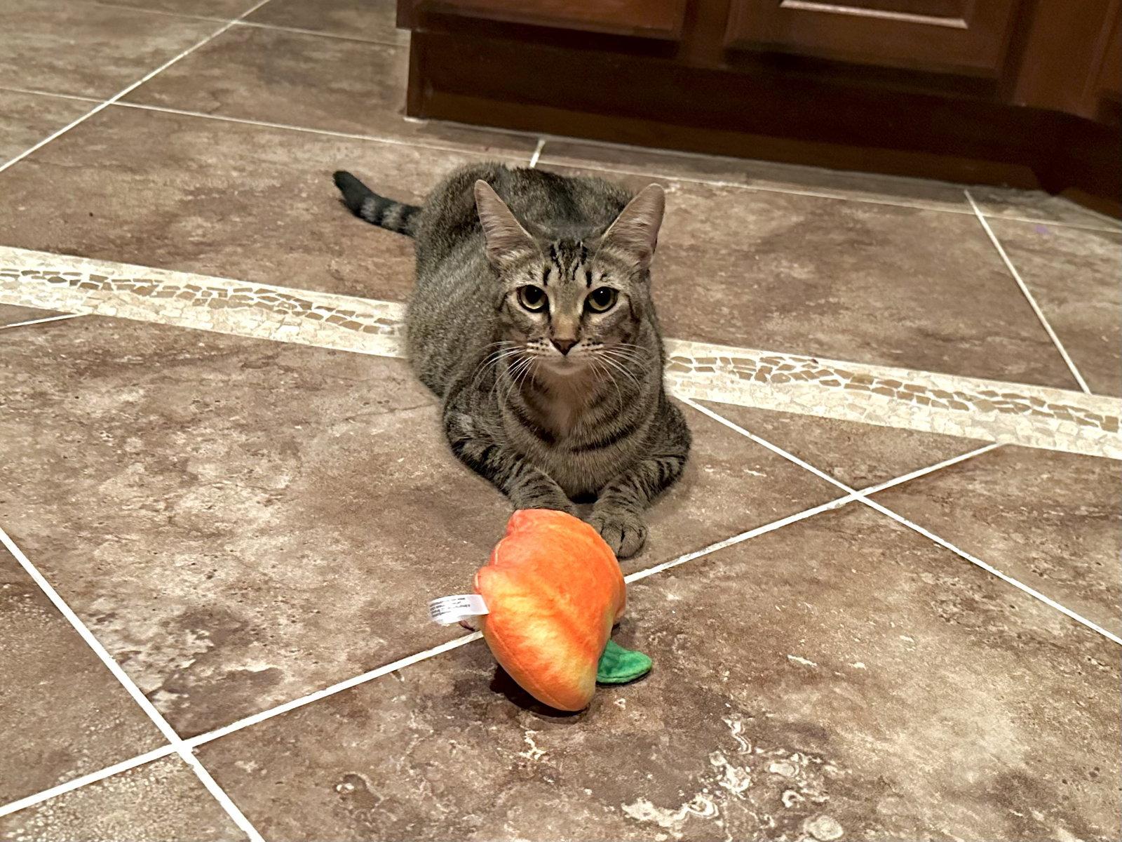 Enlarge Sadie, a Adopted Domestic Short Hair in Longwood, FL image 1/1
