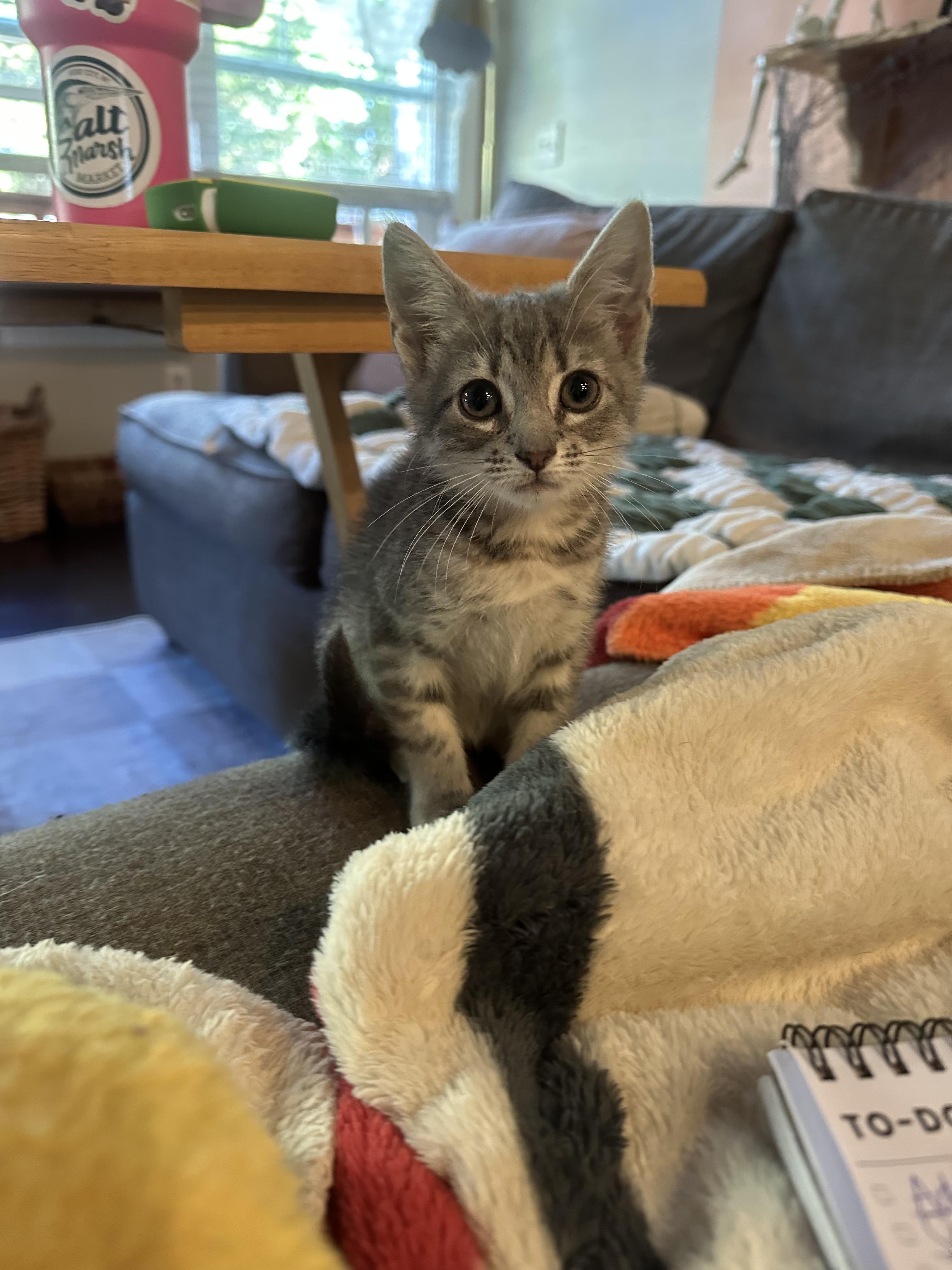 Lana del Grey , Adoptable, Young Female Domestic Short Hair.