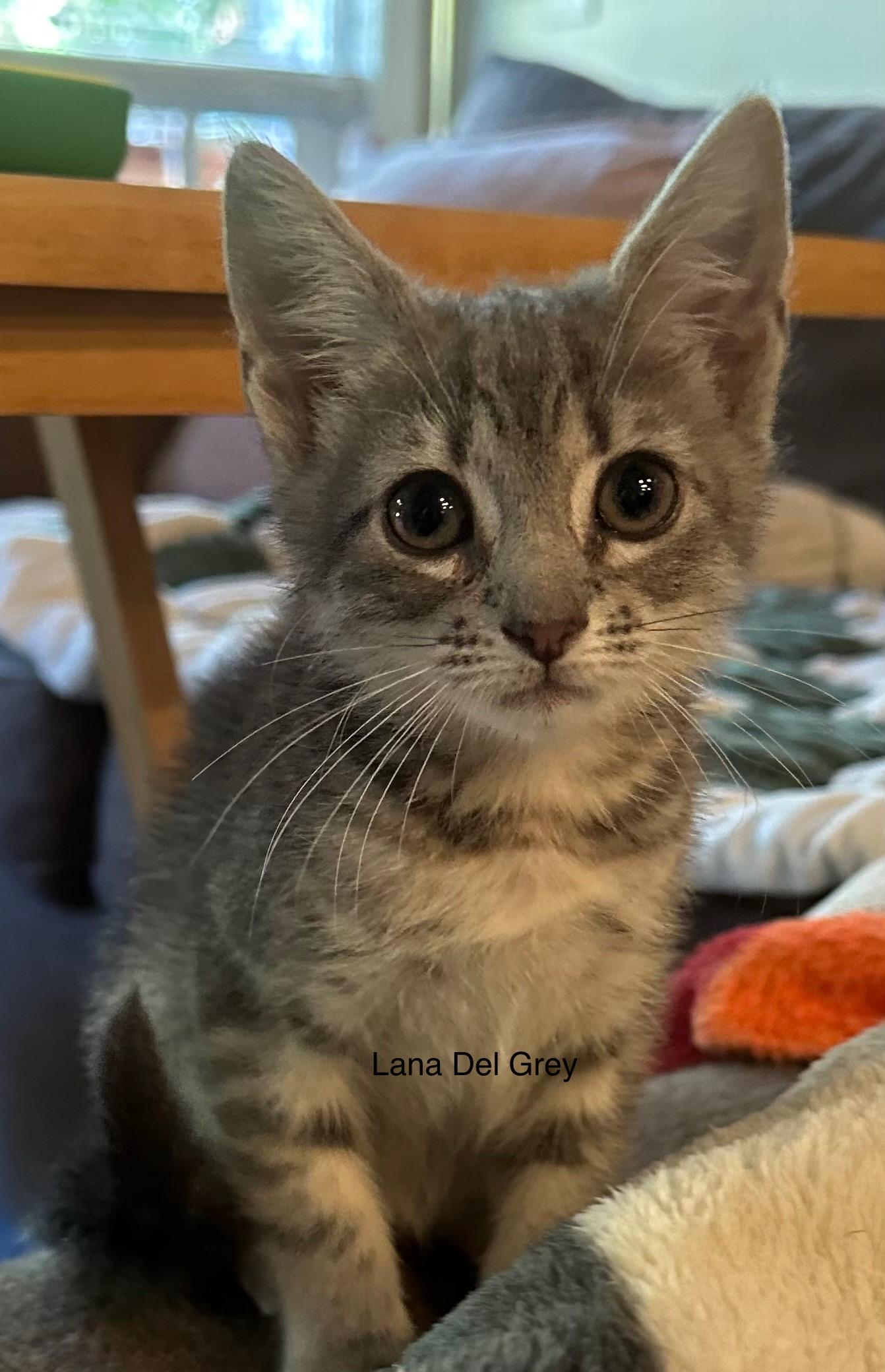 Enlarge Lana del Grey , a Adoptable Domestic Short Hair in Sneads Ferry, NC image 2/2
