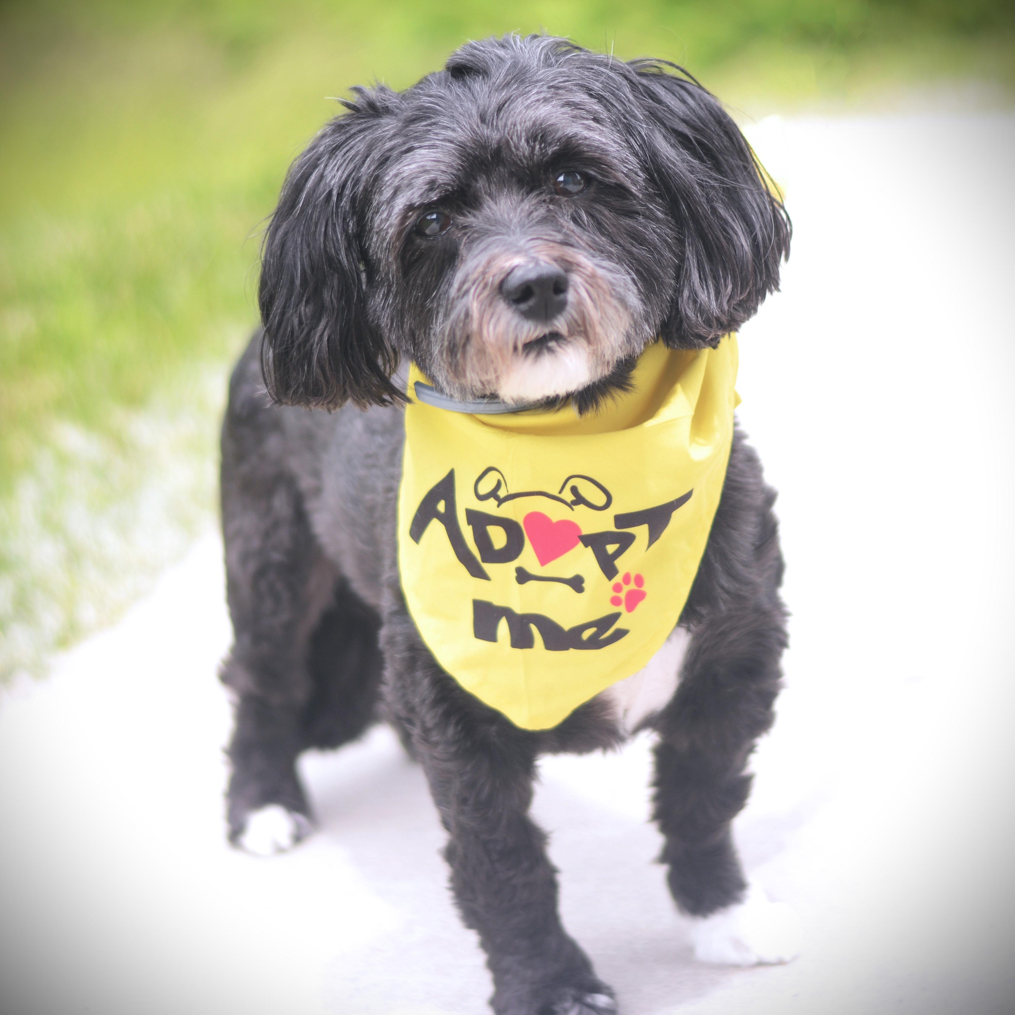 Pepper, adopted, Adult Female Havanese.