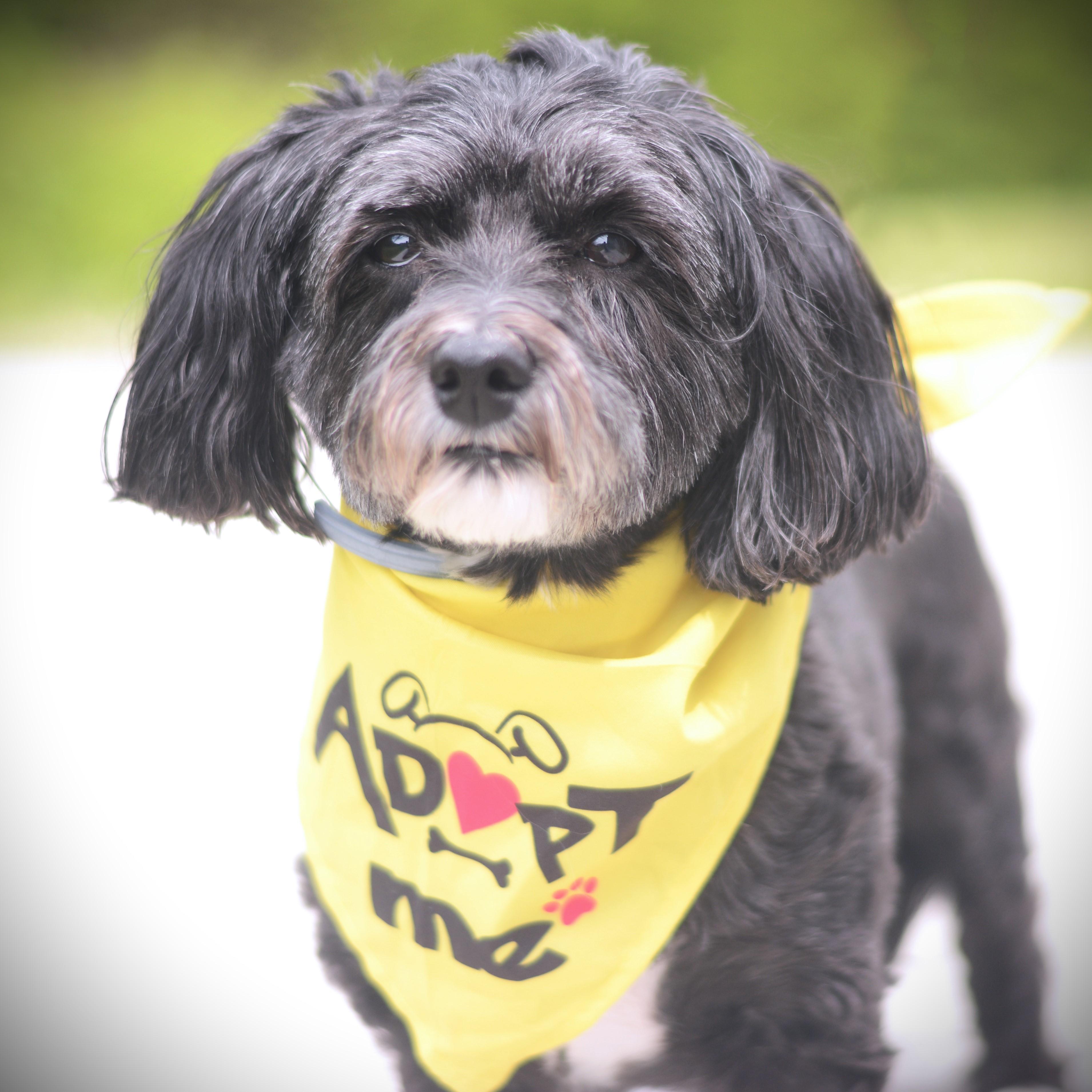Enlarge Pepper, an adopted Havanese in Amsterdam, NY image 2/2