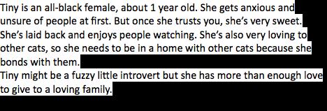 Enlarge Tate, a Adopted Domestic Short Hair in Evans City, PA image 3/7