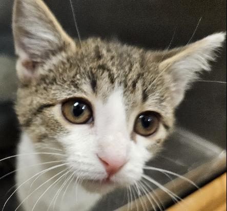 Tate, Adopted, Kitten Female Domestic Short Hair.