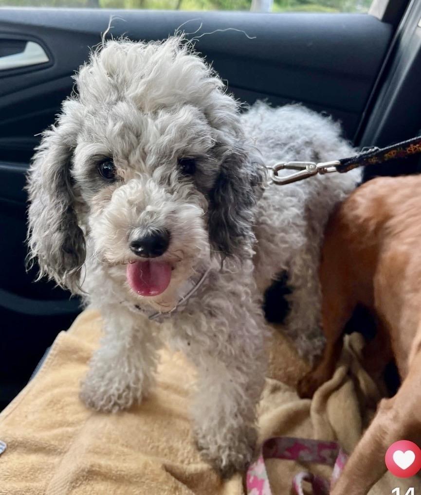 Enlarge Vivey, a Adoptable Miniature Poodle in Havertown, PA image 1/3