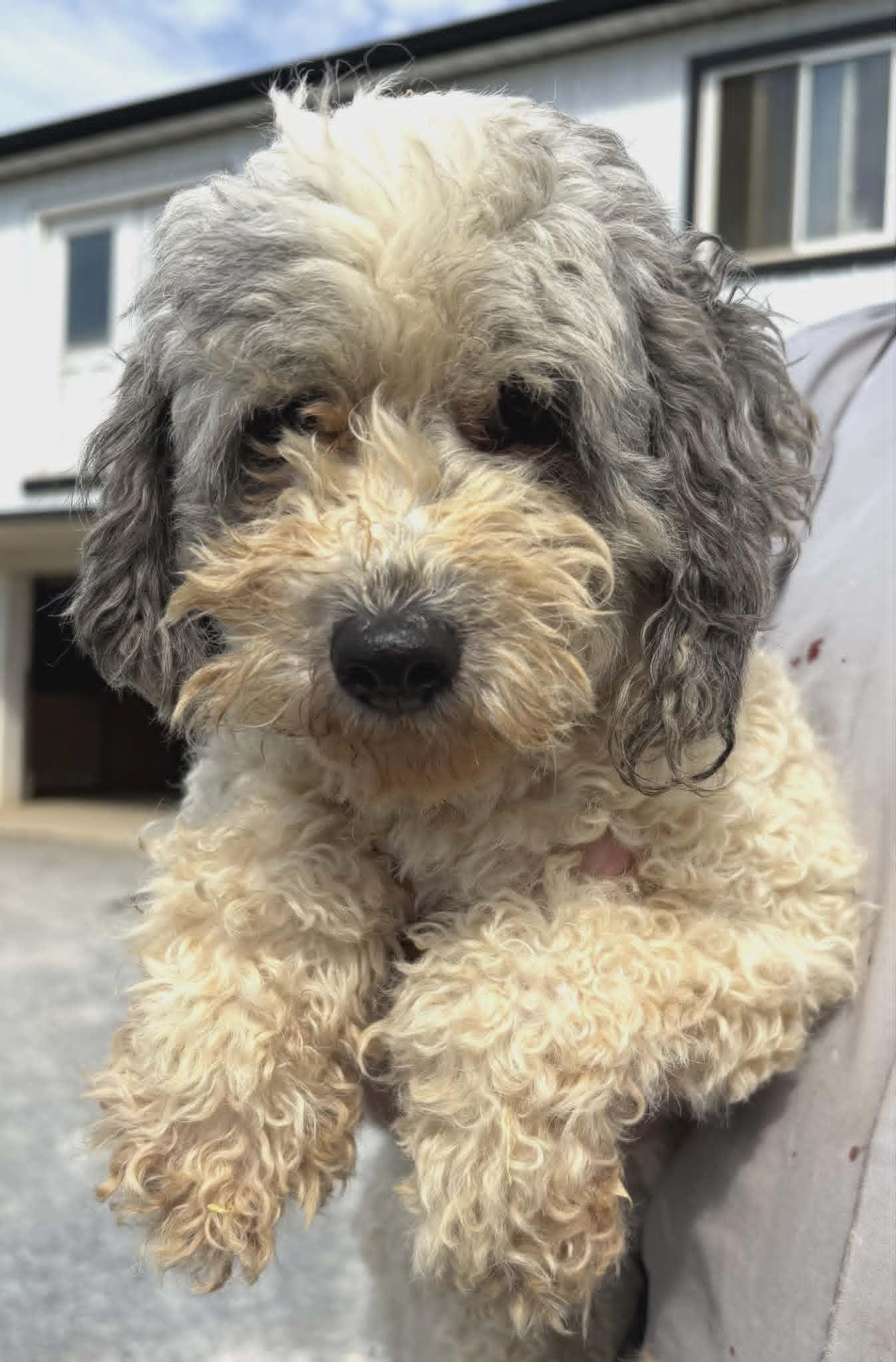 Enlarge Vivey, a Adoptable Miniature Poodle in Havertown, PA image 2/3
