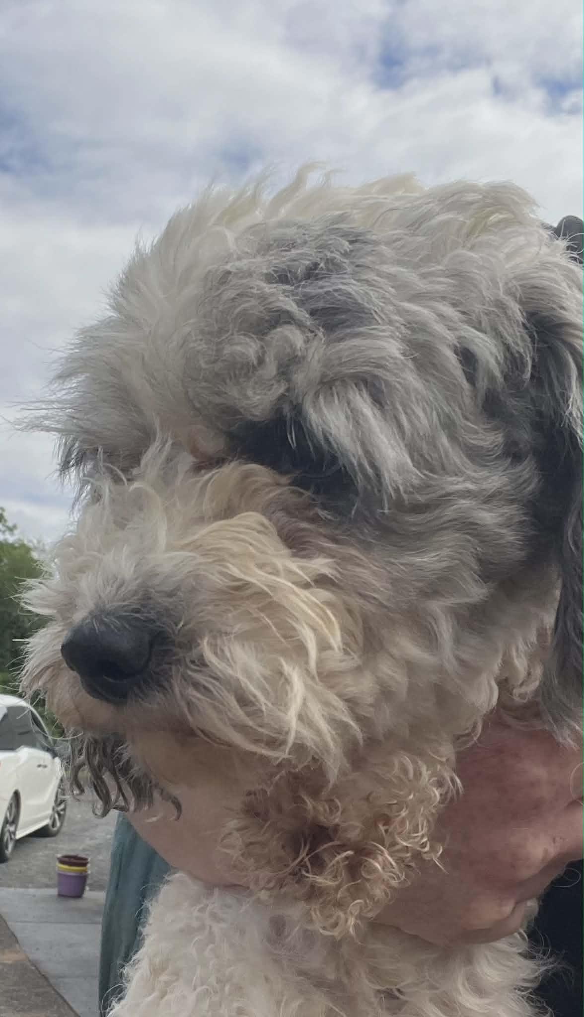 Enlarge Vivey, a Adoptable Miniature Poodle in Havertown, PA image 3/3