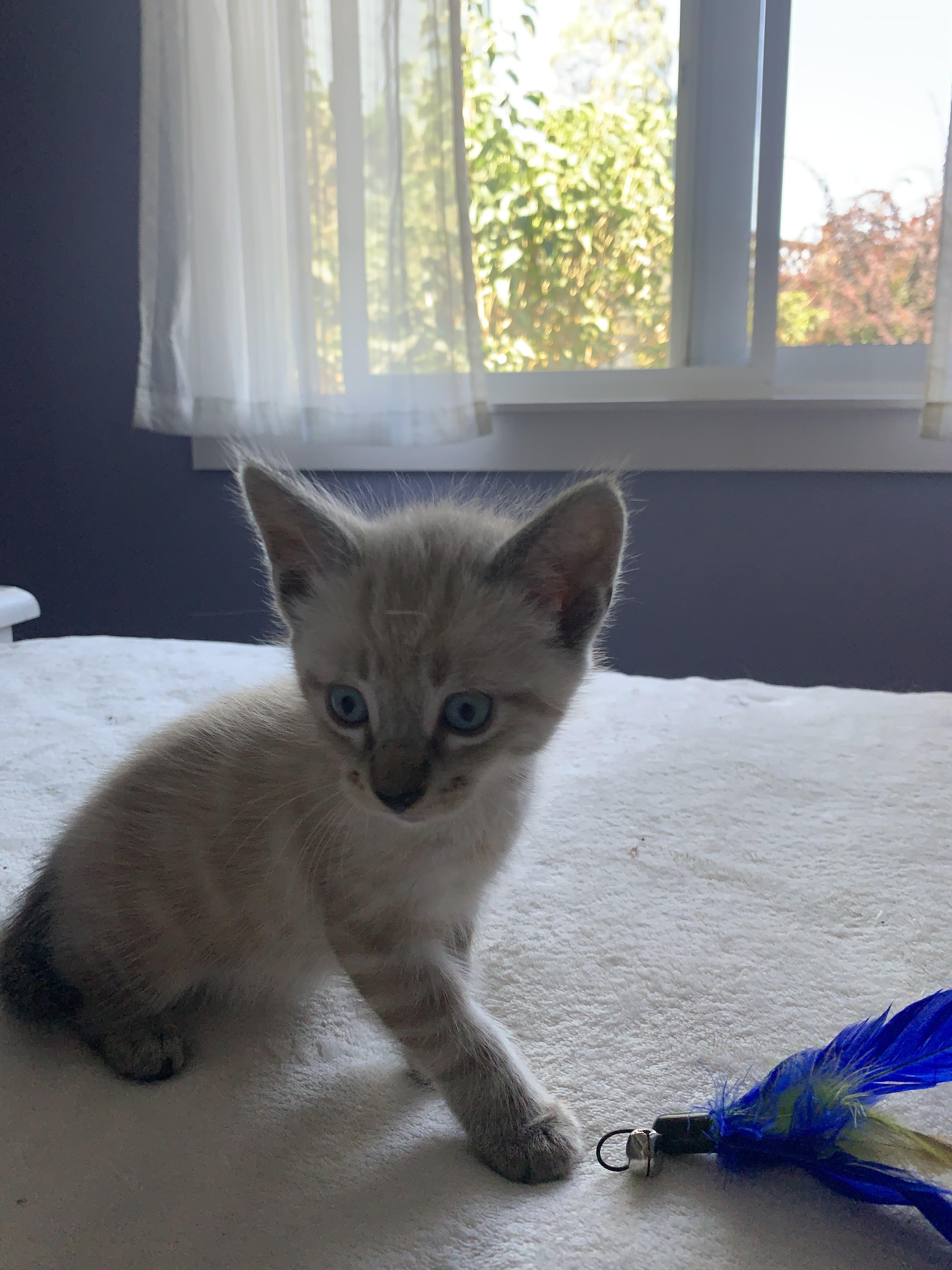 KITTENS