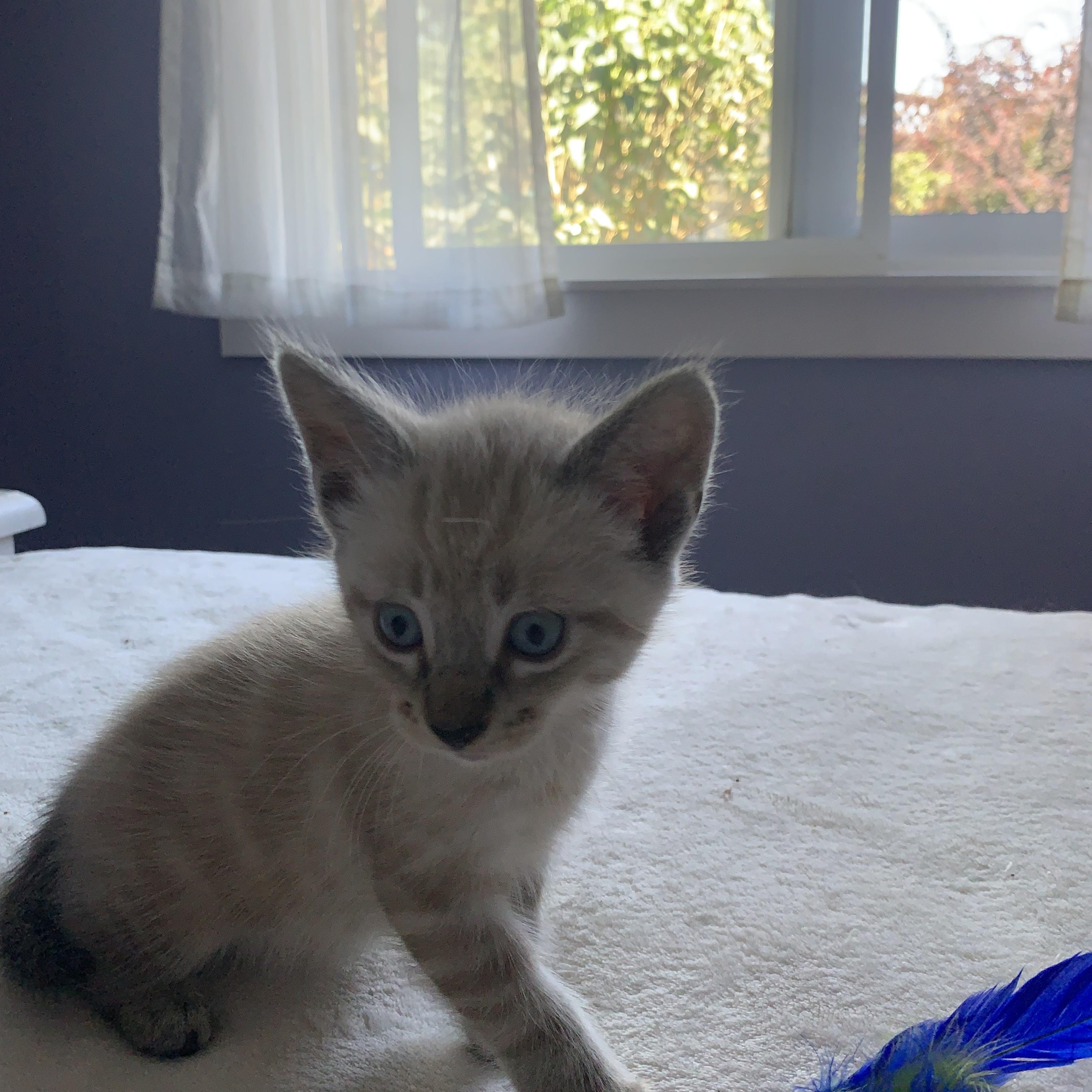 KITTENS, a Adoptable mixed breed in Surrey, BC image 1/2