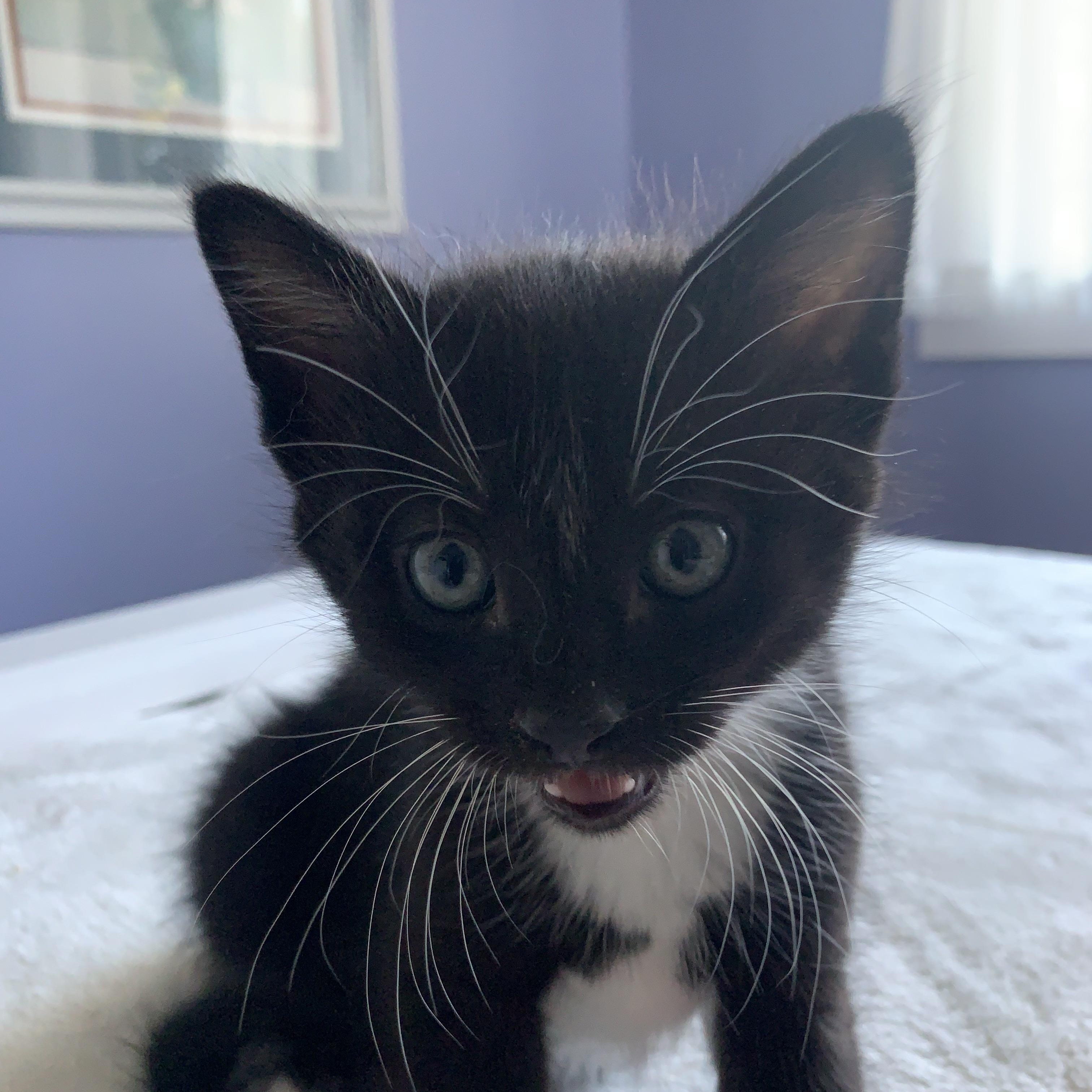 KITTENS, a Adoptable mixed breed in Surrey, BC image 2/2