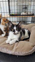 Dottie, Adopted, Senior Female Domestic Short Hair.