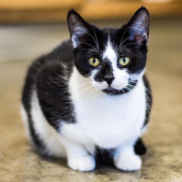 Enlarge Dottie, a Adopted mixed breed in Gold Beach, OR image 2/2