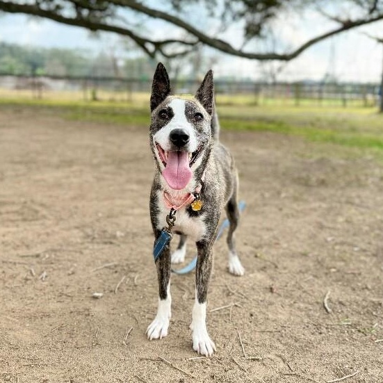 Nira K Pop Homebody — thumbnail 3