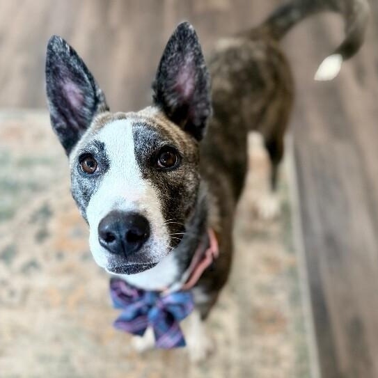 Nira K Pop Homebody — thumbnail 4