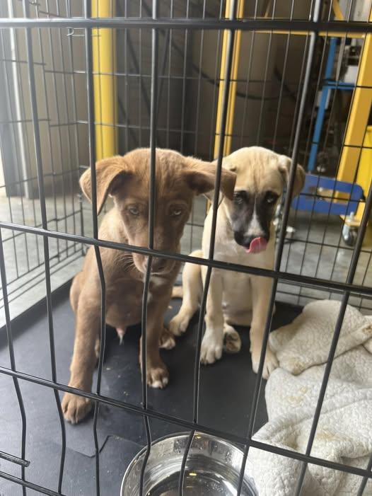 Ace - I Found a Home!, a Adopted mixed breed in Olive Branch, MS image 3/3