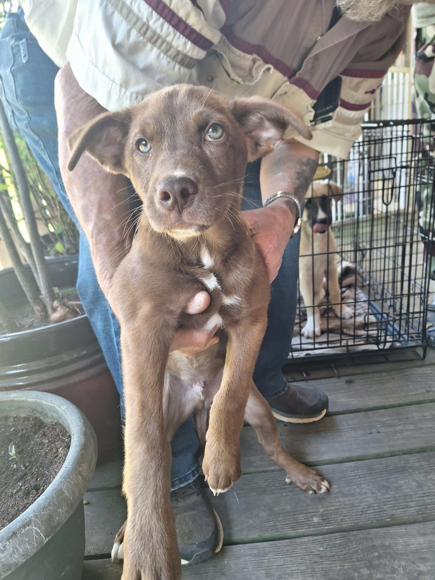 Ace - I Found a Home!, a Adopted mixed breed in Olive Branch, MS image 2/3