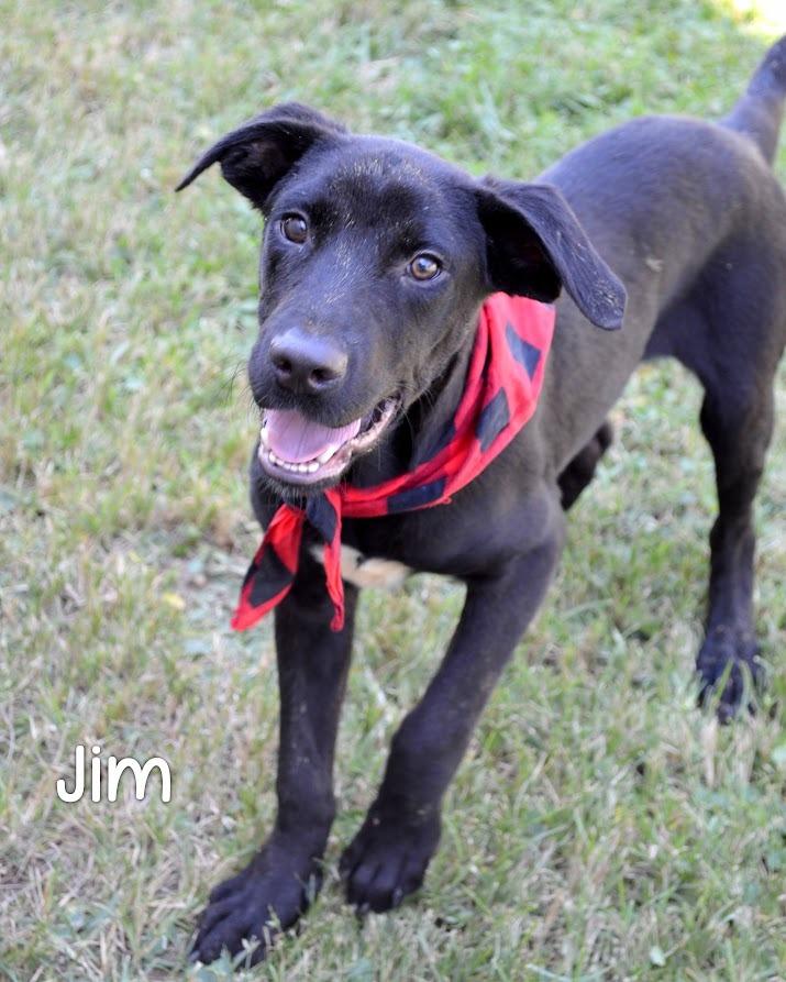 Jim, Adoptable, Young Male Labrador Retriever.