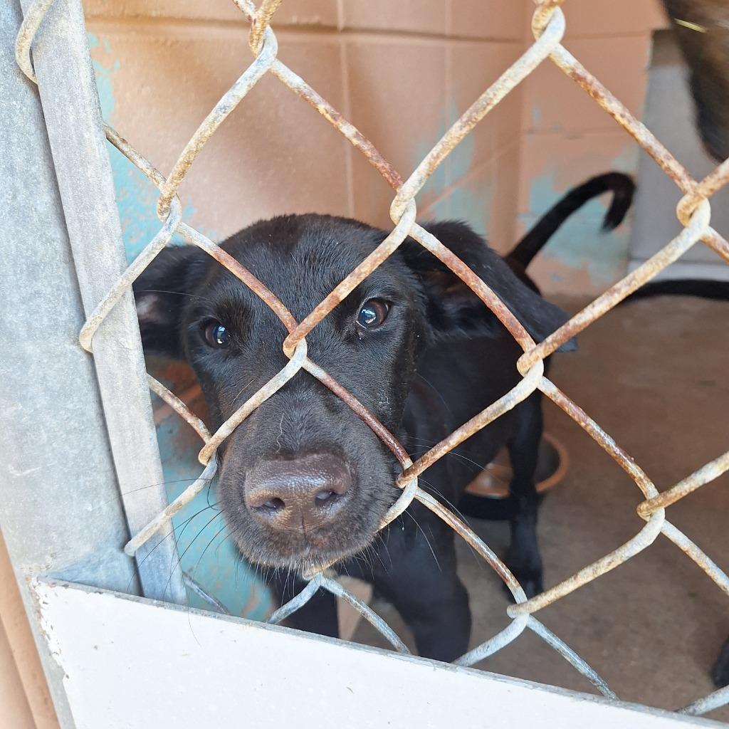Enlarge Jim, a Adoptable Labrador Retriever in Gautier, MS image 2/2