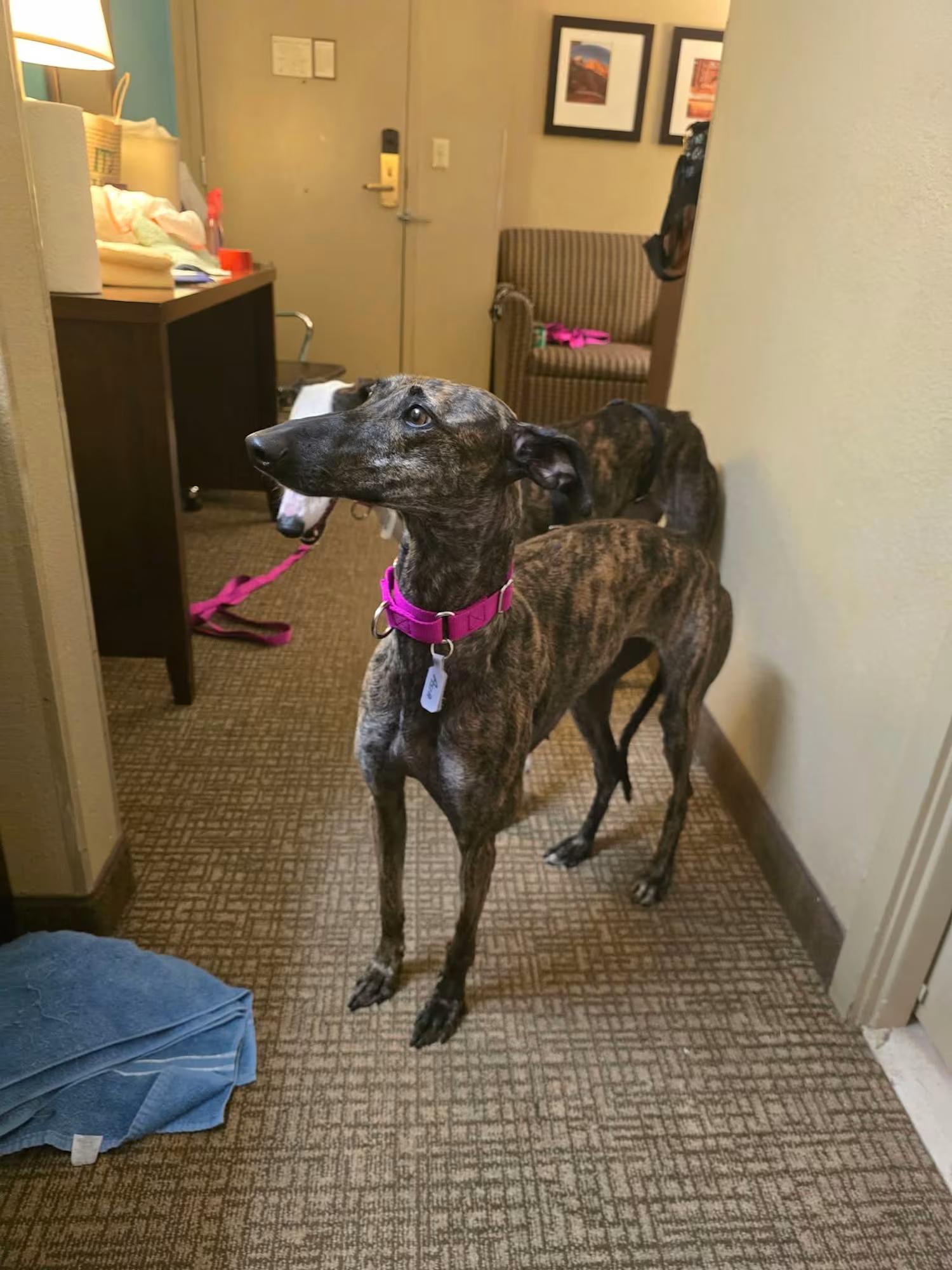 Enlarge Asia, a ADOPTABLE Galgo Spanish Greyhound in Sterling Heights, MI image 2/3