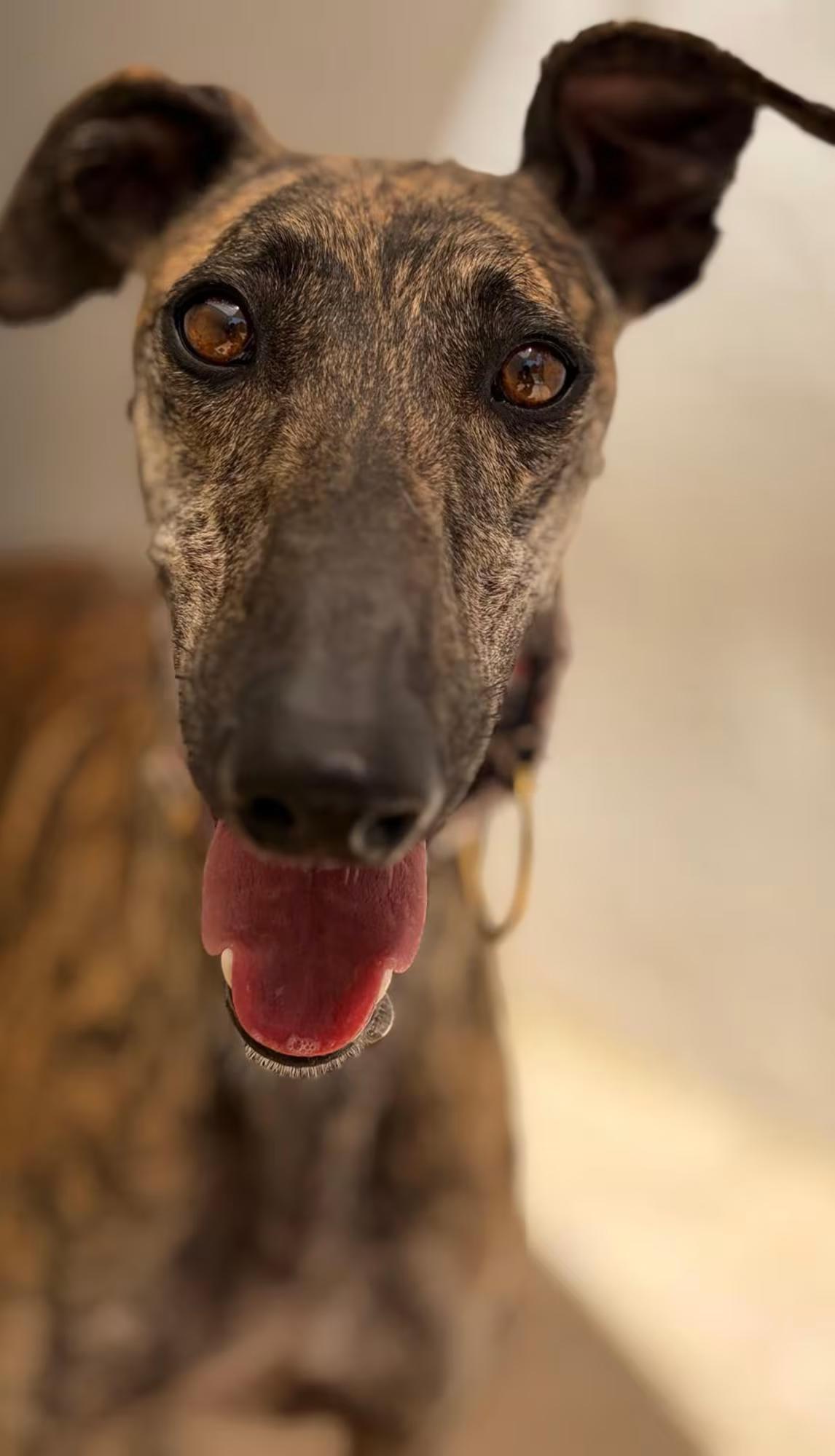 Enlarge Asia, a ADOPTABLE Galgo Spanish Greyhound in Sterling Heights, MI image 3/3