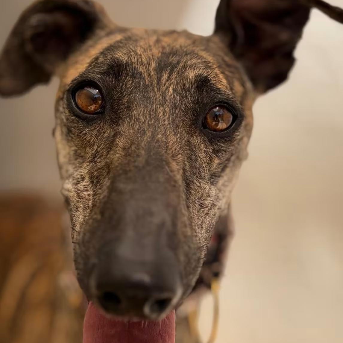 Asia, ADOPTABLE, Adult Female Galgo Spanish Greyhound.