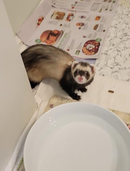 Satine, Adoptable, Young Female Ferret.